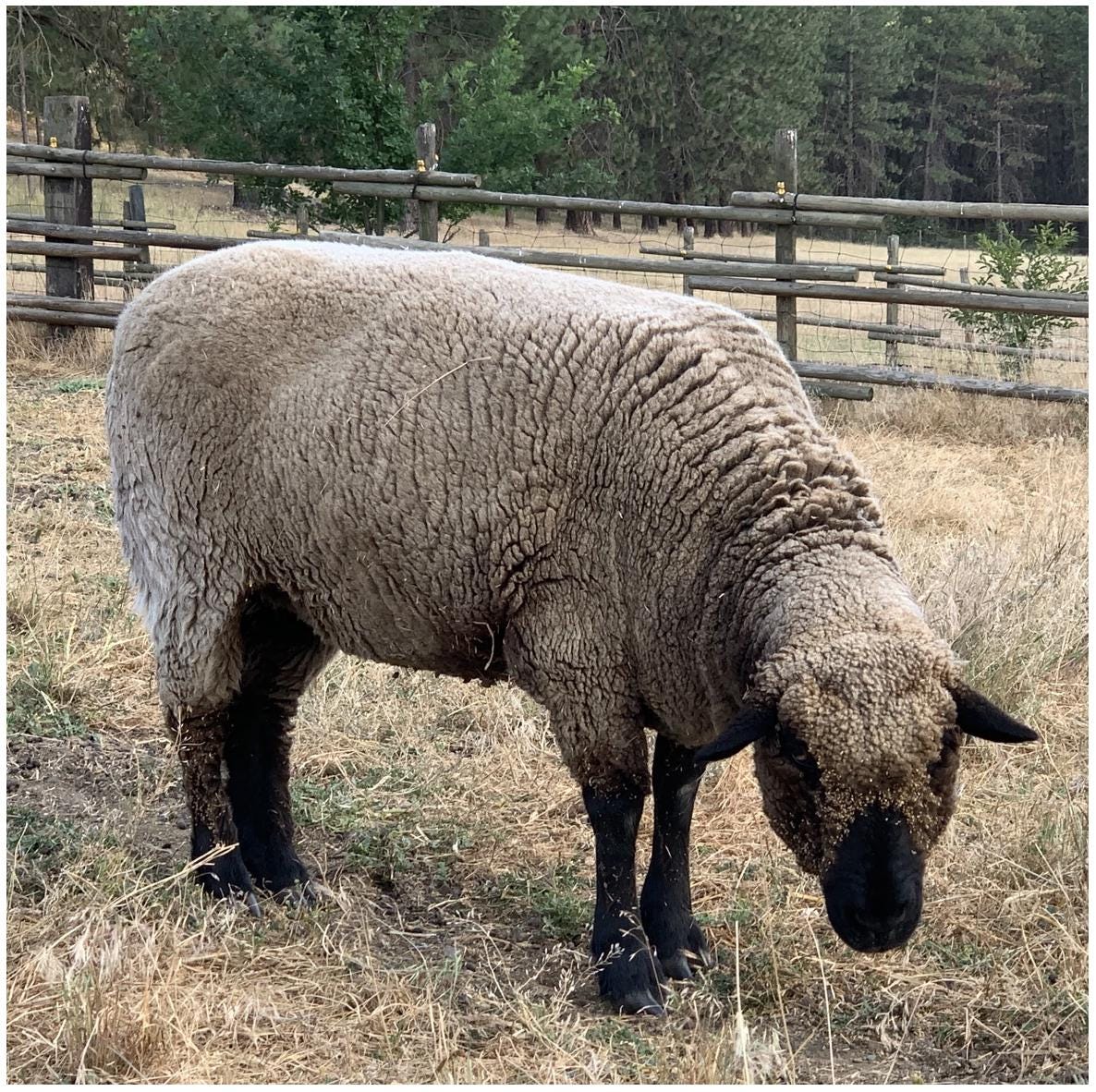 Spoiled Sheep - Romney/Rambouillet Cross Yarn 200yd - Daphne #16 Cocoa Brown