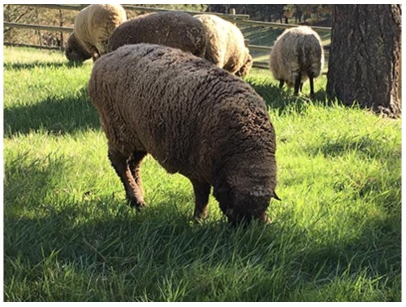 Spoiled Sheep - Romney/Rambouillet Cross Yarn 200yd - Lizzie #14 Cocoa Brown
