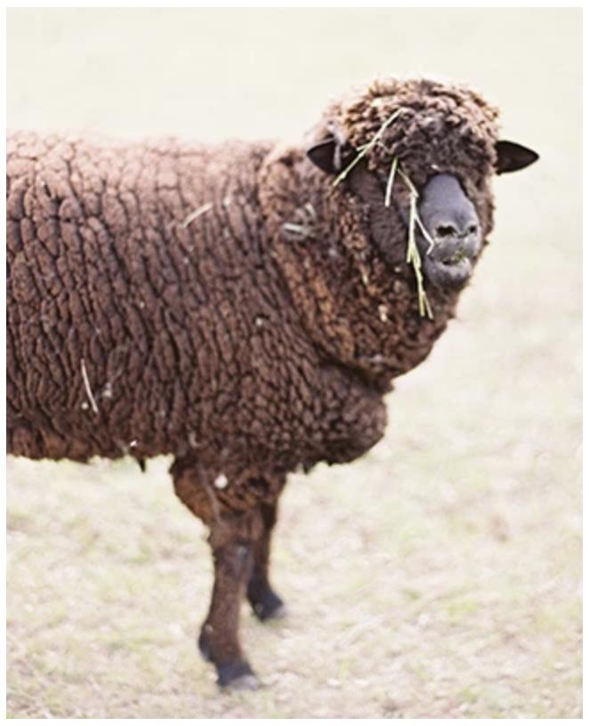 Spoiled Sheep - Corriedale Yarn 200yd - Tara #15 Heathered Dark Brown