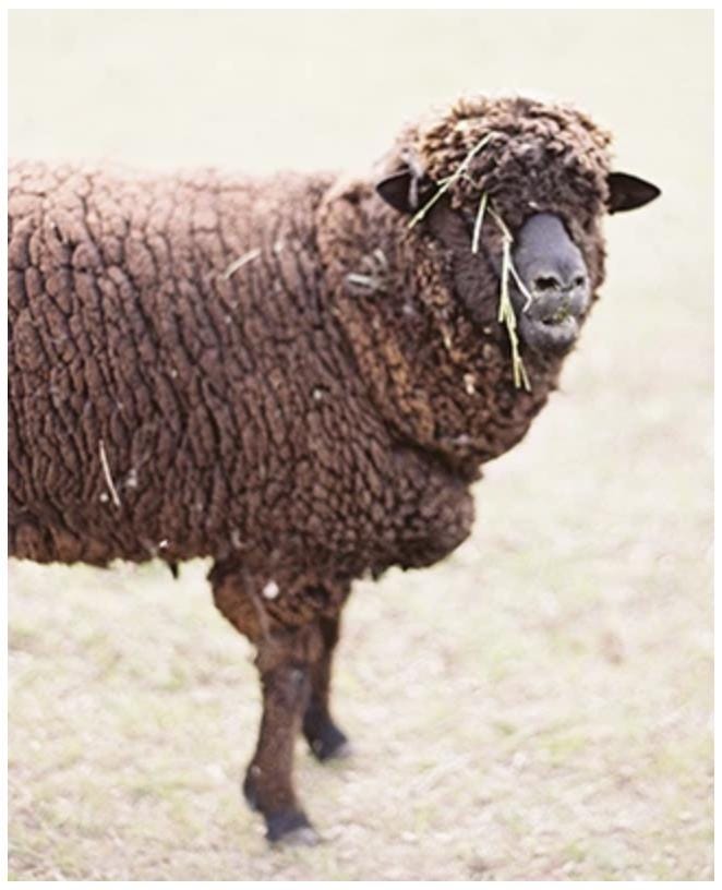 Spoiled Sheep - Corriedale Yarn 200yd - Tara #17 Rich Brown