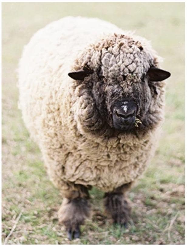 Spoiled Sheep - Romney Yarn 200yd - Jacklyn #14 Ash Blonde